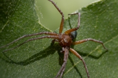 Philodromus aureolus