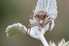 Philodromus aureolus