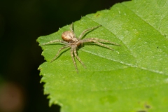 Philodromus aureolus