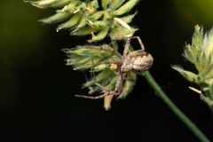 Philodromus aureolus