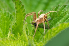 Philodromus aureolus