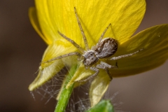 Philodromus dispar
