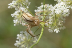 Thanatus oblongiusculus