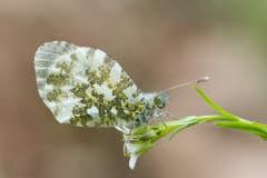 Anthocharis cardamines