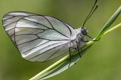 Aporia crataegi