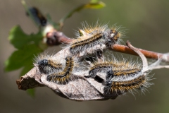 Aporia crataegi