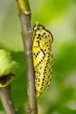 Aporia crataegi