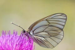 Aporia crataegi