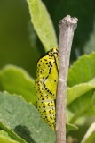 Aporia crataegi