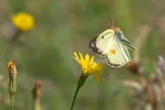 Colias alfacariensis