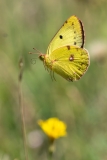 Colias alfacariensis