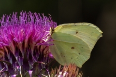 Gonepteryx rhamni