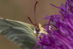 Gonepteryx rhamni