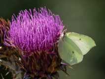 Gonepteryx rhamni