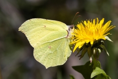 Gonepteryx rhamni
