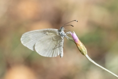 Leptidea sinapis