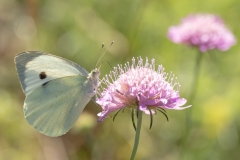 Pieris brassicae