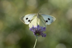 Pieris brassicae