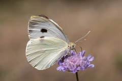 Pieris brassicae