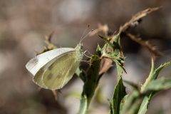 Pieris ergane