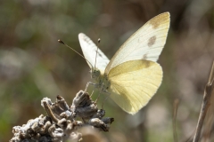Pieris ergane
