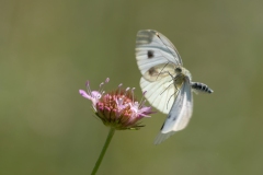 Pieris napi