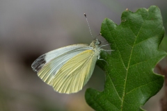 Pieris napi