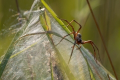Pisaura mirabilis