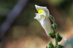 Antirrhinum latifolium