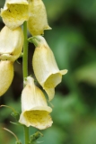 Digitalis grandiflora