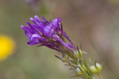 Linaria pelisseriana