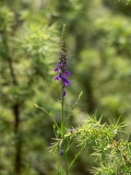 Linaria purpurea