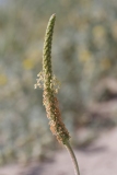 Plantago macrorhiza