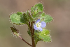 Veronica hederifolia
