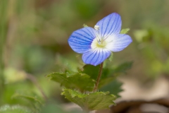 Veronica persica