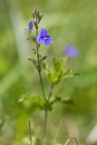 Veronica chamaedrys