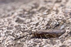 Amphinemura sp