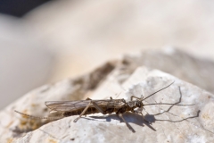 Capnia sp