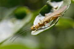 Isoperla rivulorum