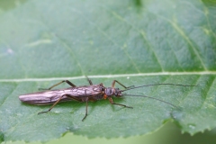 Brachyptera sp