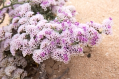 Limonium papillatum