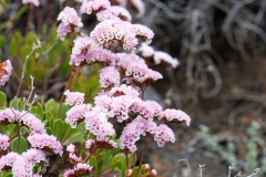 Limonium pectinatum