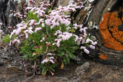 Limonium pectinatum