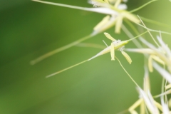 Achnatherum calamagrostis