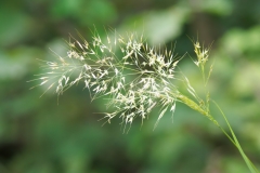 Achnatherum calamagrostis