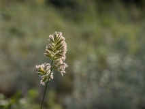 Dactylis glomerata