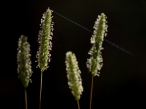 Phleum sp
