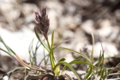 Sesleria insularis