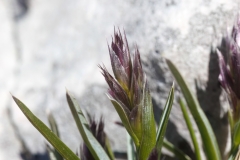 Sesleria insularis