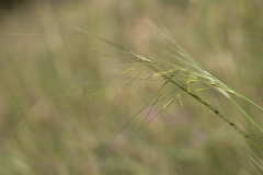 Stipa capillata